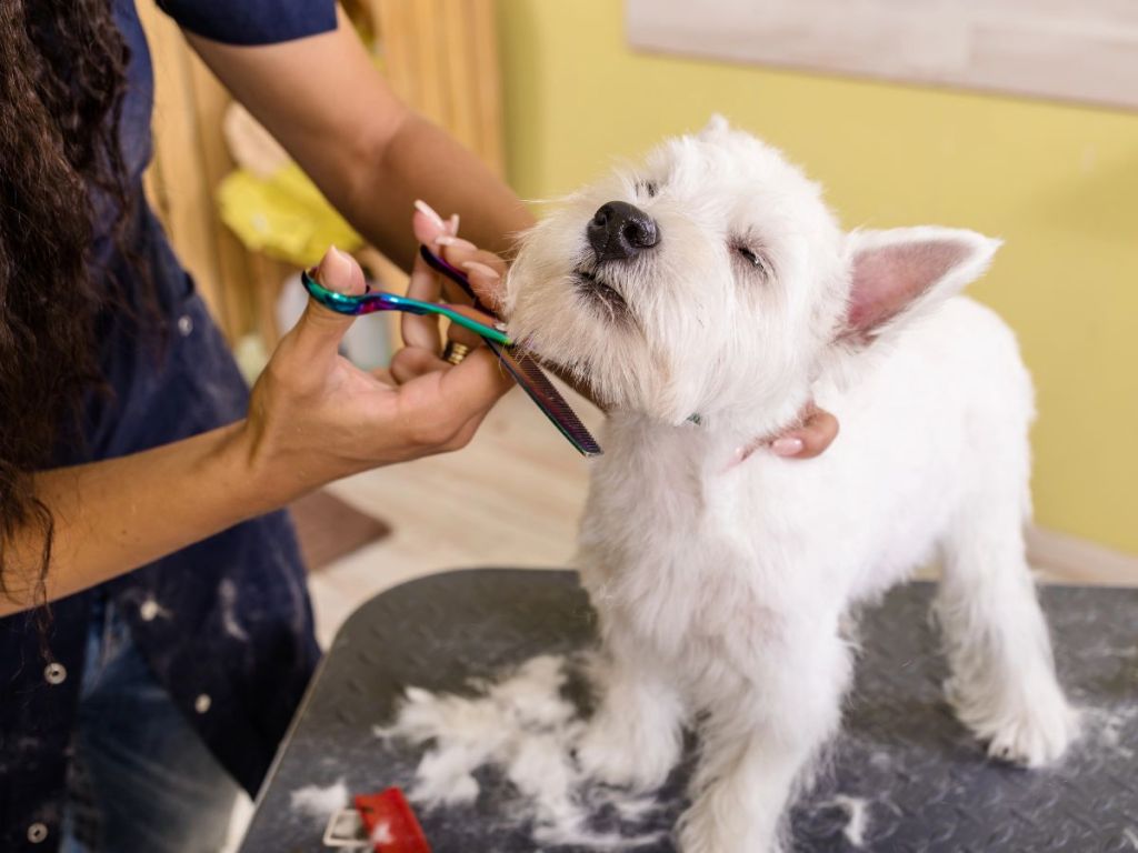 Best Pet Groomers Near Me in Brooklyn Park, MN - Yelp